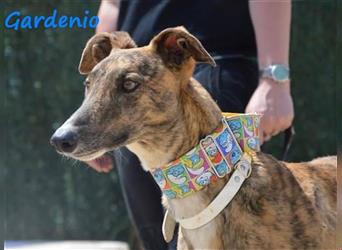 Gardenio 03/2021 (ESP) - traumhafter, verschmuster und sozialer Galgo!