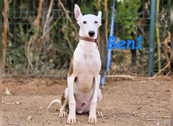 Ben1 05/2024 (ESP) - kleiner lustiger Bodeguero-Galgo-Whippet-Mix möchte nicht allein zurückbleiben!