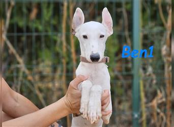 Ben1 05/2024 (ESP) - kleiner lustiger Bodeguero-Galgo-Whippet-Mix möchte nicht allein zurückbleiben!