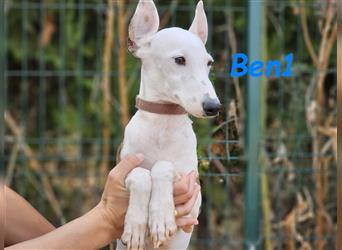 Ben1 05/2024 (ESP) - kleiner lustiger Bodeguero-Galgo-Whippet-Mix möchte nicht allein zurückbleiben!