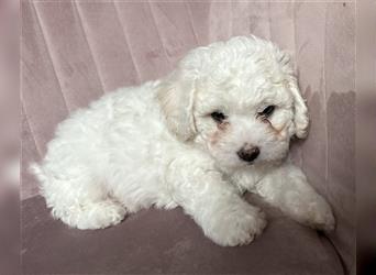 Bichon Frisé