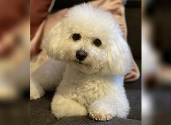 Bichon Frisé