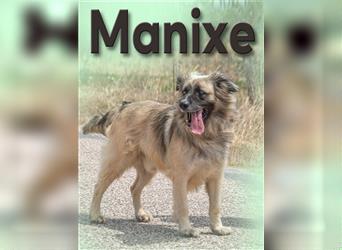 Manixe, ein liebenswerter Powerhund