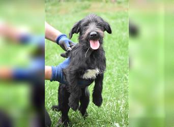 Kleiner Dackel-Schnauzer Mischling „Bobi“, ca. 04.2024 geboren, sucht ein liebes Zuhause