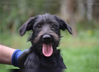 Kleiner Dackel-Schnauzer Mischling „Bobi“, ca. 04.2024 geboren, sucht ein liebes Zuhause