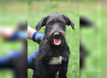 Kleiner Dackel-Schnauzer Mischling „Bobi“, ca. 04.2024 geboren, sucht ein liebes Zuhause