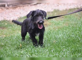 Kleiner Dackel-Schnauzer Mischling „Bobi“, ca. 04.2024 geboren, sucht ein liebes Zuhause