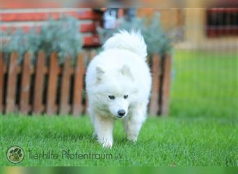 Ava, Samojedenmischlingshündin sucht ein Zuhause