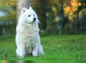 Ava, Samojedenmischlingshündin sucht ein Zuhause