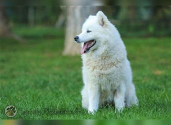 Ava, Samojedenmischlingshündin sucht ein Zuhause