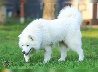 Ava, Samojedenmischlingshündin sucht ein Zuhause