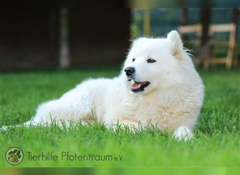 Ava, Samojedenmischlingshündin sucht ein Zuhause