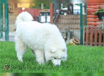 Ava, Samojedenmischlingshündin sucht ein Zuhause