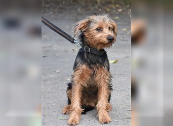 „Elias“, lieber Yorki-Mischling, ca. 01.2024 geboren, gut verträglich