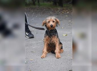 „Elias“, lieber Yorki-Mischling, ca. 01.2024 geboren, gut verträglich