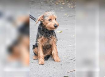 „Elias“, lieber Yorki-Mischling, ca. 01.2024 geboren, gut verträglich