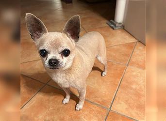 süßer Zwerg KIKO - 4 Jahre, 24cm/ 3kg - Chihuahua