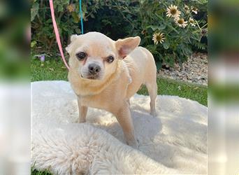 süßer Zwerg KIKO - 4 Jahre, 24cm/ 3kg - Chihuahua