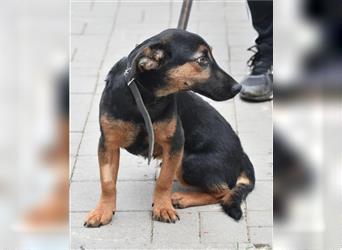 Kleine, noch zurückhaltende Hündin „Gerti“, ca. 2023 geboren, sucht ein liebes Zuhause