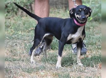 Liebe kleine Pinscher-Mixhündin „Hera“, ca. 09.2022 geb., sucht Körbchen