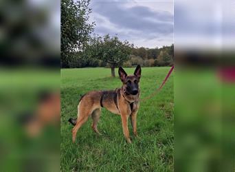  Makani auf Pflegestelle in Kleinostheim Malinois (Mix) - freundlich