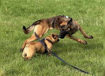  Makani auf Pflegestelle in Kleinostheim Malinois (Mix) - freundlich