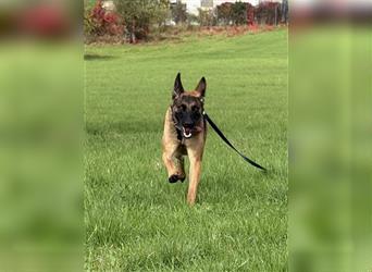  Makani auf Pflegestelle in Kleinostheim Malinois (Mix) - freundlich