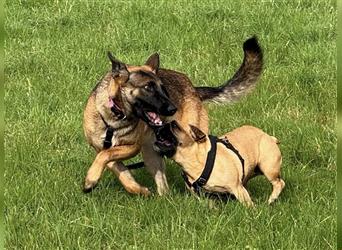  Makani auf Pflegestelle in Kleinostheim Malinois (Mix) - freundlich