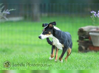 Merle sucht ein Zuhause