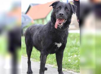 ROKI❤️bezaubernder, sozialer Traumbub sucht sein Lebensglück