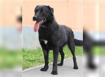 ROKI❤️bezaubernder, sozialer Traumbub sucht sein Lebensglück