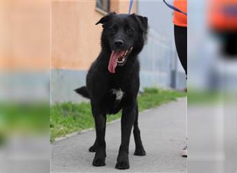 ROKI❤️bezaubernder, sozialer Traumbub sucht sein Lebensglück