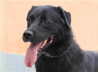 ROKI❤️bezaubernder, sozialer Traumbub sucht sein Lebensglück