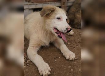 Eika, geb. ca. 02/2023, lebt in GRIECHENLAND, im städt. Tierheim Serres