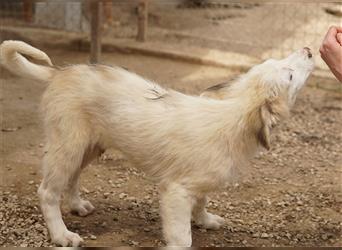 Eika, geb. ca. 02/2023, lebt in GRIECHENLAND, im städt. Tierheim Serres