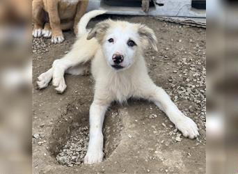 Eika, geb. ca. 02/2023, lebt in GRIECHENLAND, im städt. Tierheim Serres