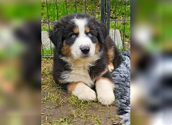 Australian Shepherd Welpen Showlinie  blue eyed aus familiärer Hobbyzucht mdr1++