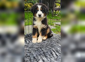 Australian Shepherd Welpen Showlinie  blue eyed aus familiärer Hobbyzucht mdr1++