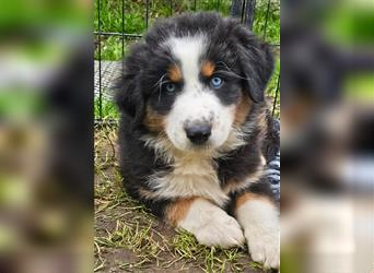 Australian Shepherd Welpen Showlinie  blue eyed aus familiärer Hobbyzucht mdr1++