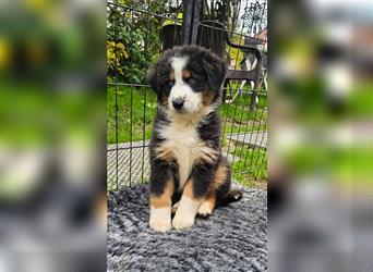 Australian Shepherd Welpen Showlinie  blue eyed aus familiärer Hobbyzucht mdr1++