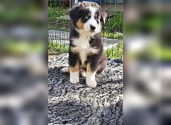 Australian Shepherd Welpen Showlinie  blue eyed aus familiärer Hobbyzucht mdr1++