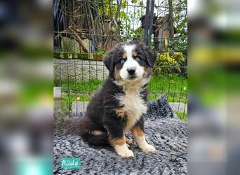 Australian Shepherd Welpen Showlinie  blue eyed aus familiärer Hobbyzucht mdr1++