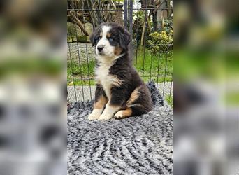 Australian Shepherd Welpen Showlinie  blue eyed aus familiärer Hobbyzucht mdr1++