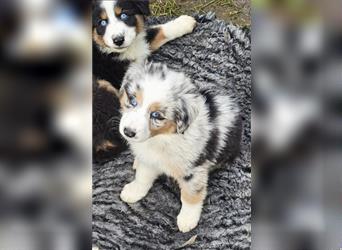 Australian Shepherd Welpen Showlinie  blue eyed aus familiärer Hobbyzucht mdr1++