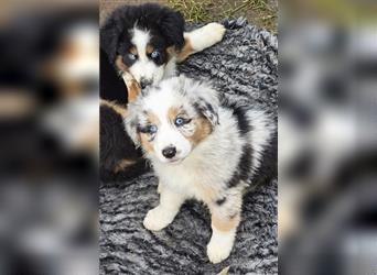 Australian Shepherd Welpen Showlinie  blue eyed aus familiärer Hobbyzucht mdr1++