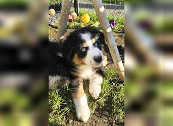 Australian Shepherd Welpen Showlinie  blue eyed aus familiärer Hobbyzucht mdr1++