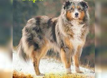 Australian Shepherd Welpen Showlinie  blue eyed aus familiärer Hobbyzucht mdr1++