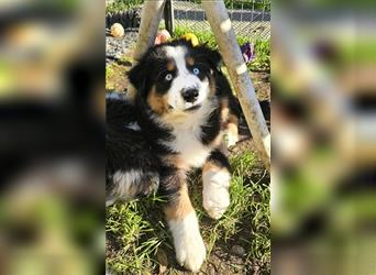 Australian Shepherd Welpen Showlinie  blue eyed aus familiärer Hobbyzucht mdr1++