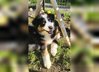 Australian Shepherd Welpen Showlinie  blue eyed aus familiärer Hobbyzucht mdr1++