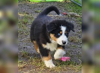 Australian Shepherd Welpen Showlinie  blue eyed aus familiärer Hobbyzucht mdr1++